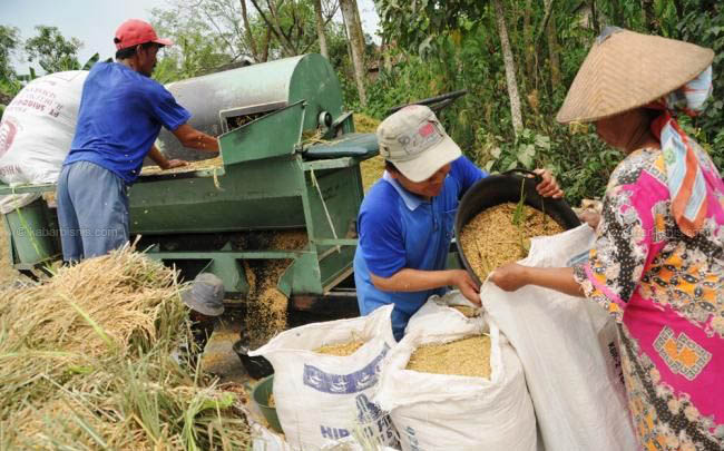 Data Kelola Beras Harus Komprehensif, 60 Kabupaten Belum Konfirmasi Produksi Pangan Nasional